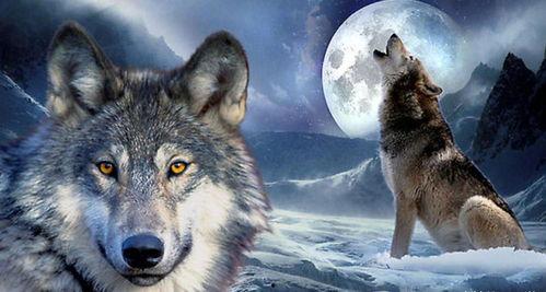 午夜野狼在线视频,激情四溢的冒险之旅