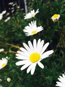 摧毁小雏菊在线视频